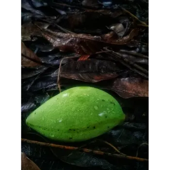 Organic Mango Plants